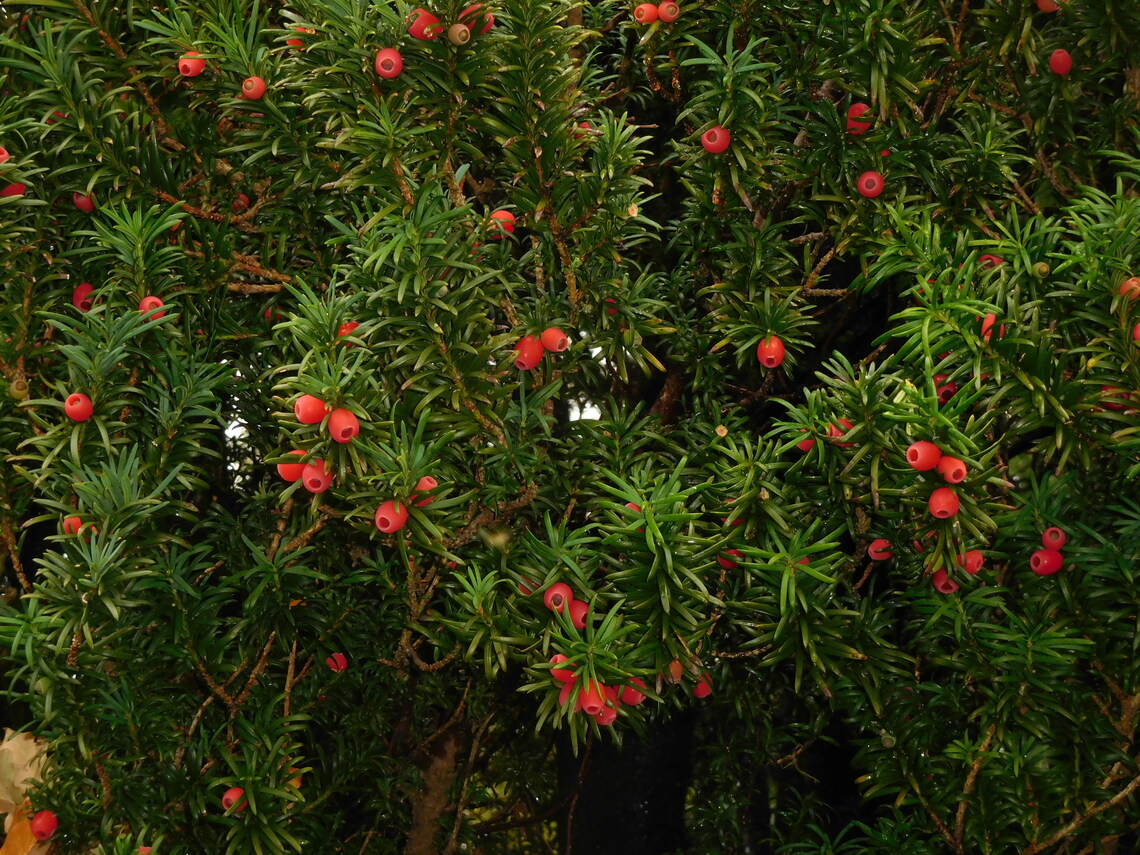 yew berries