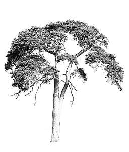 Much Wenlock Tree Forum logo
