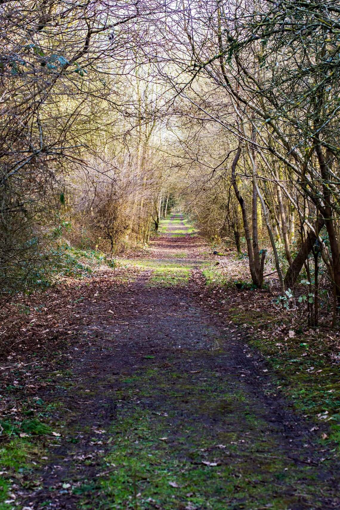 Burscough wood