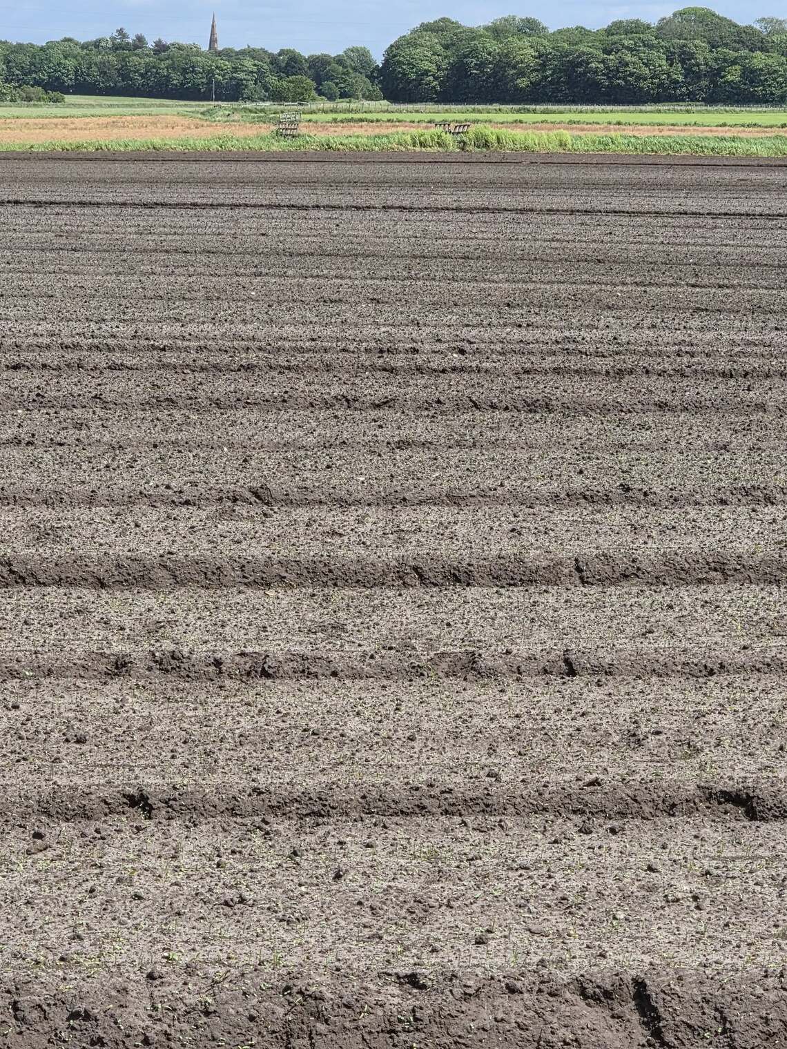 Field