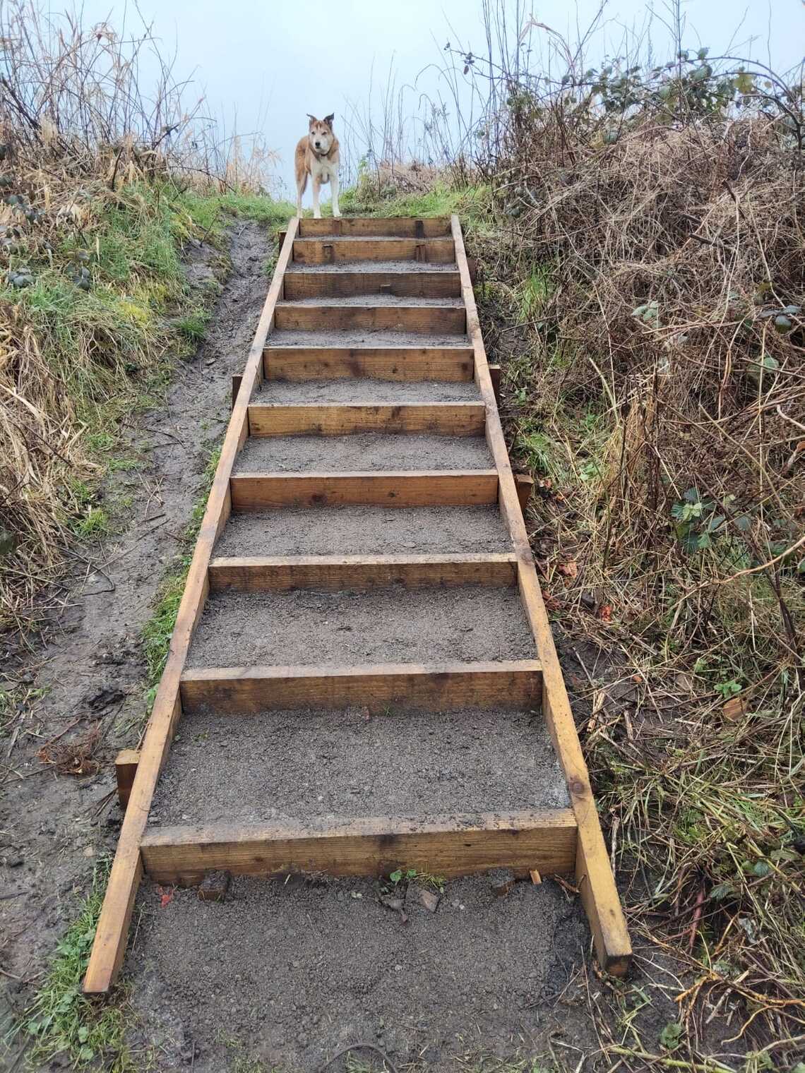 steps