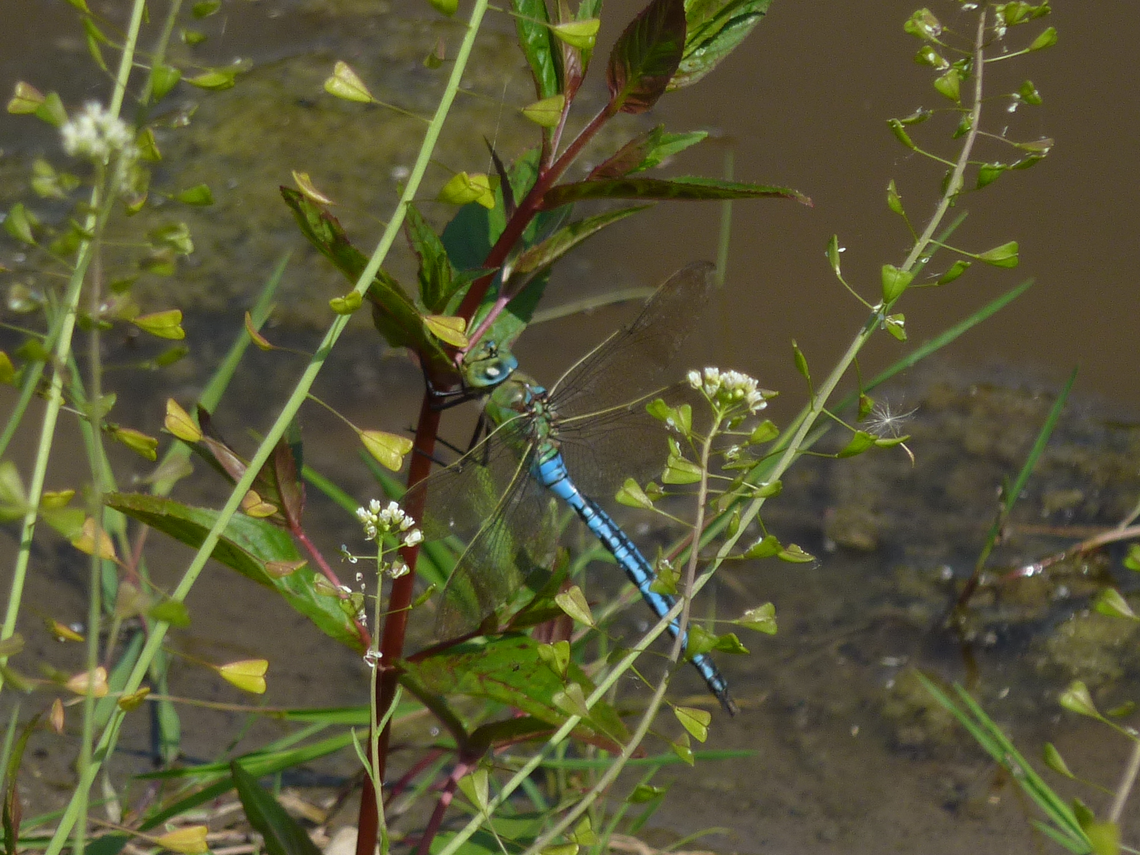 Dragonflies