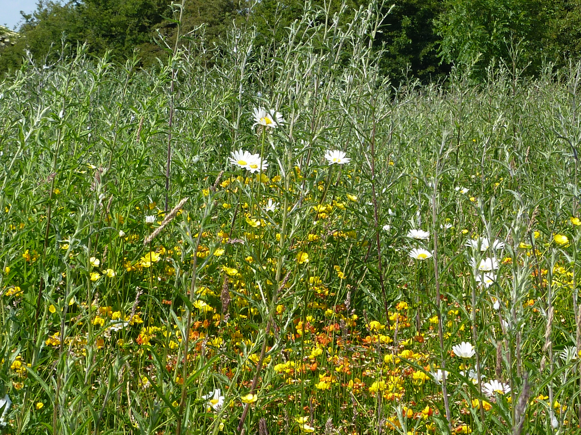 Wildflowers