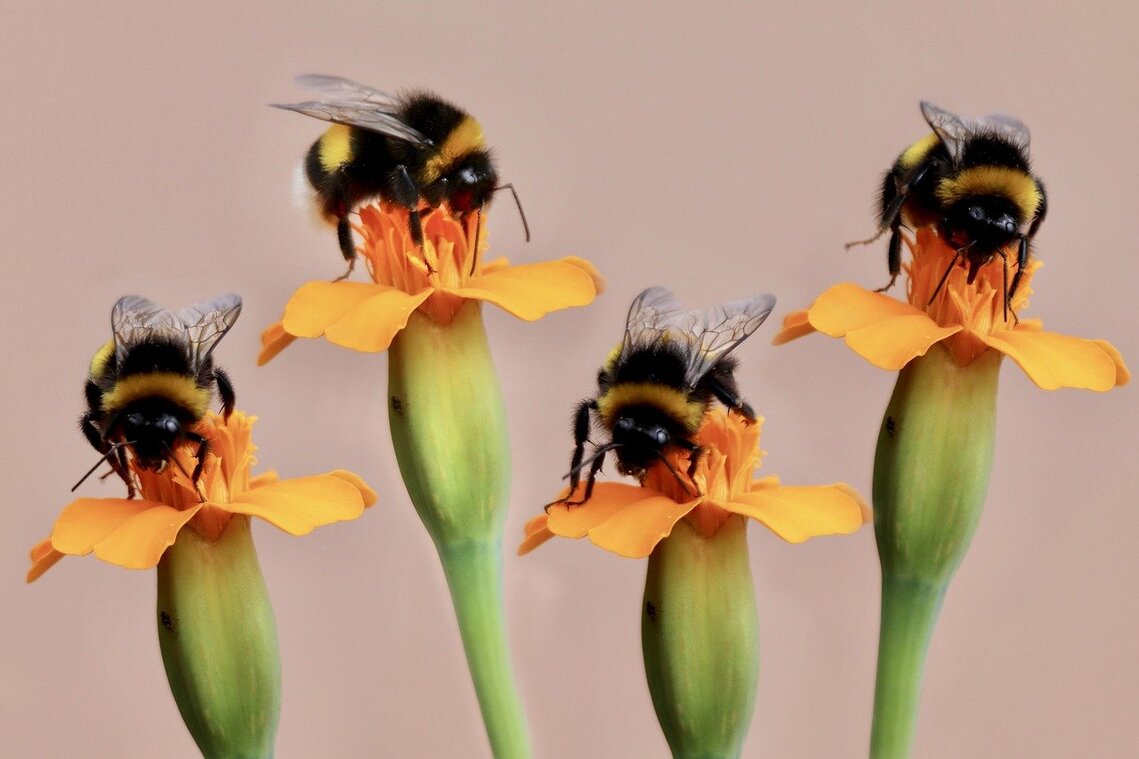 four flowers being visited by a bumble bee each