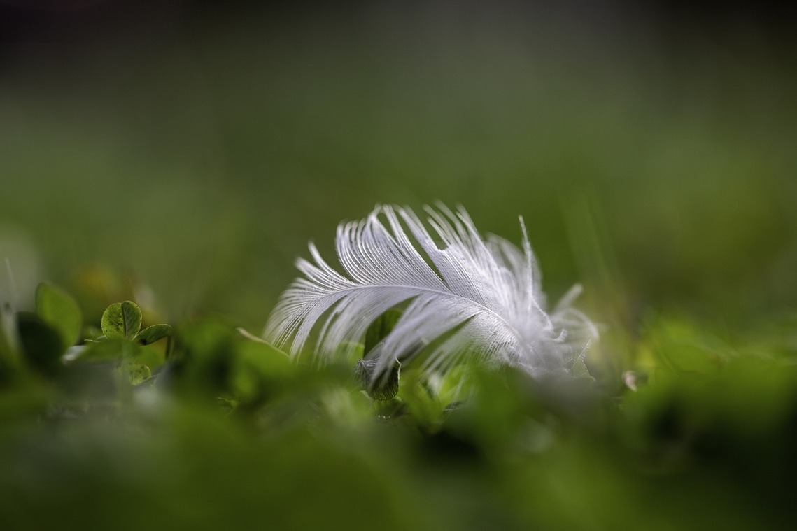 white plume feather