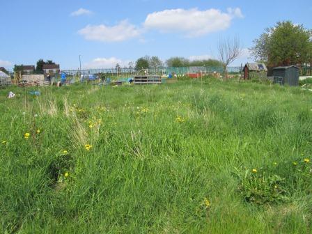 overgrown plot before