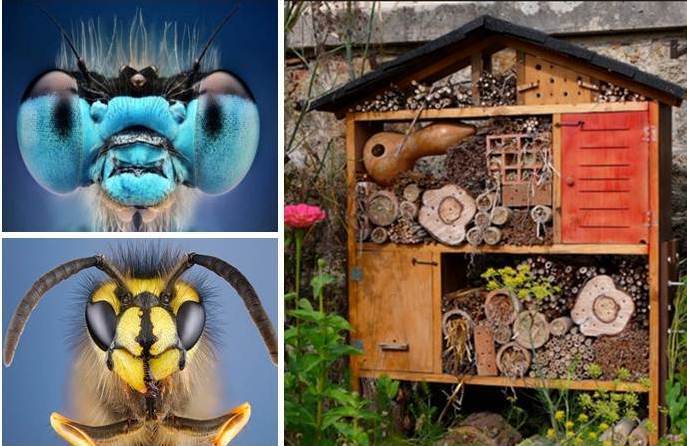 Bug Hotel Collage