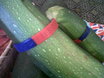 help for heroes courgette