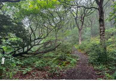 Rusland Atlantic rainforest