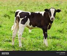 calf