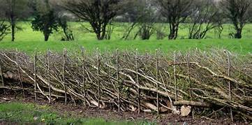 hedge