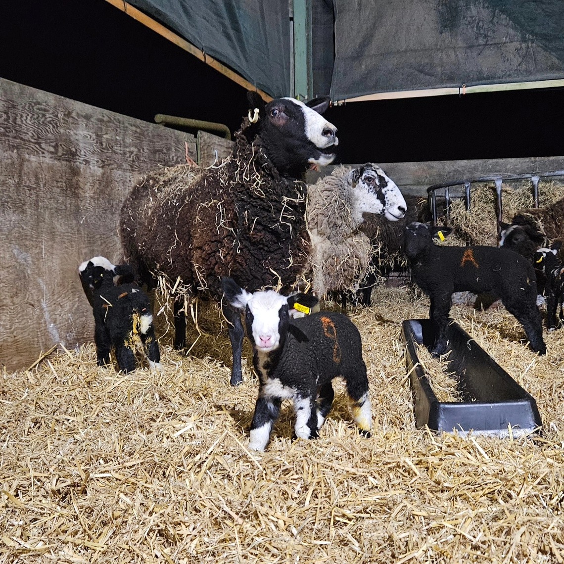 lamb