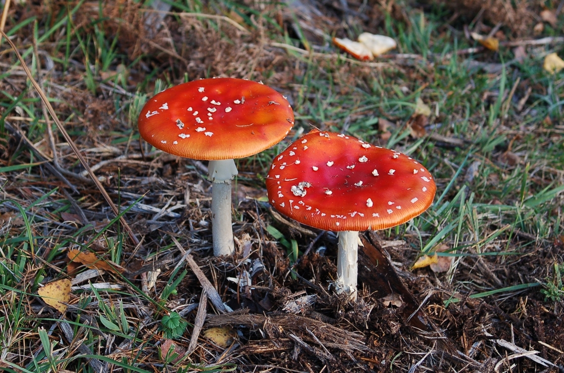 mushroom