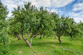 orchard