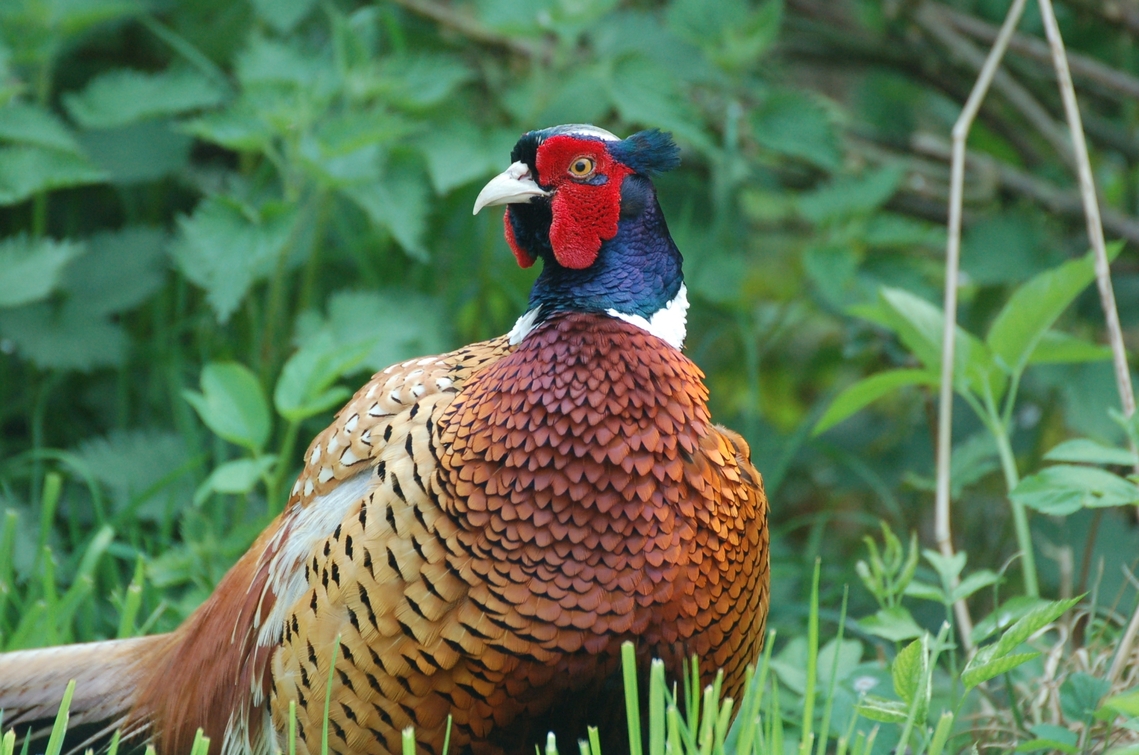 pheasant