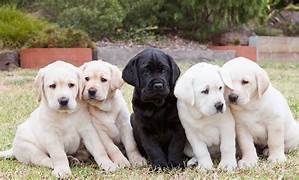 pups