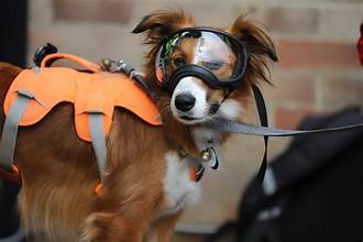 search dog