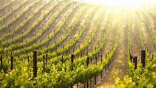 vines
