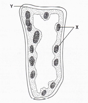 CEE_PP_2001_Biology_Ans - Ying Wah Chinese School